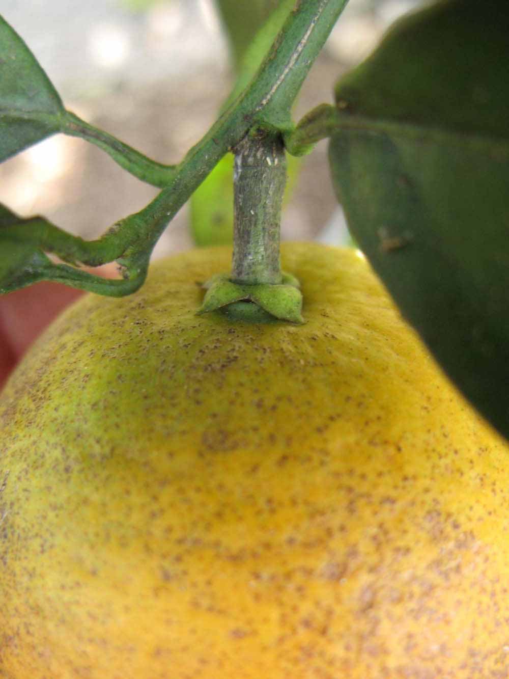              Fruit (Winter Haven, FL)       